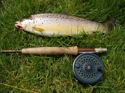 brown trout